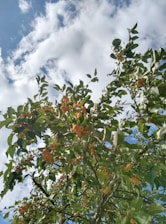 A vibrant mango tree in full bloom under a bright blue sky, symbolizing growth and creativity.