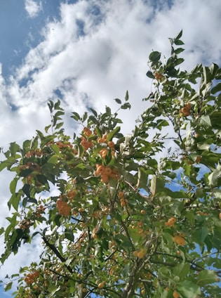 A vibrant mango tree in full bloom under a bright blue sky, symbolizing growth and creativity.