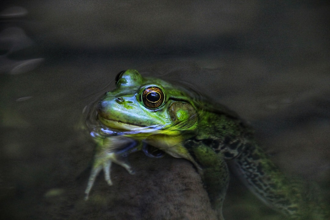 Wildlife photo spot Borer's Falls Trail Toronto Zoo