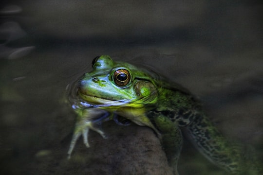 green frog on brown rock in Borer's Falls Trail Canada