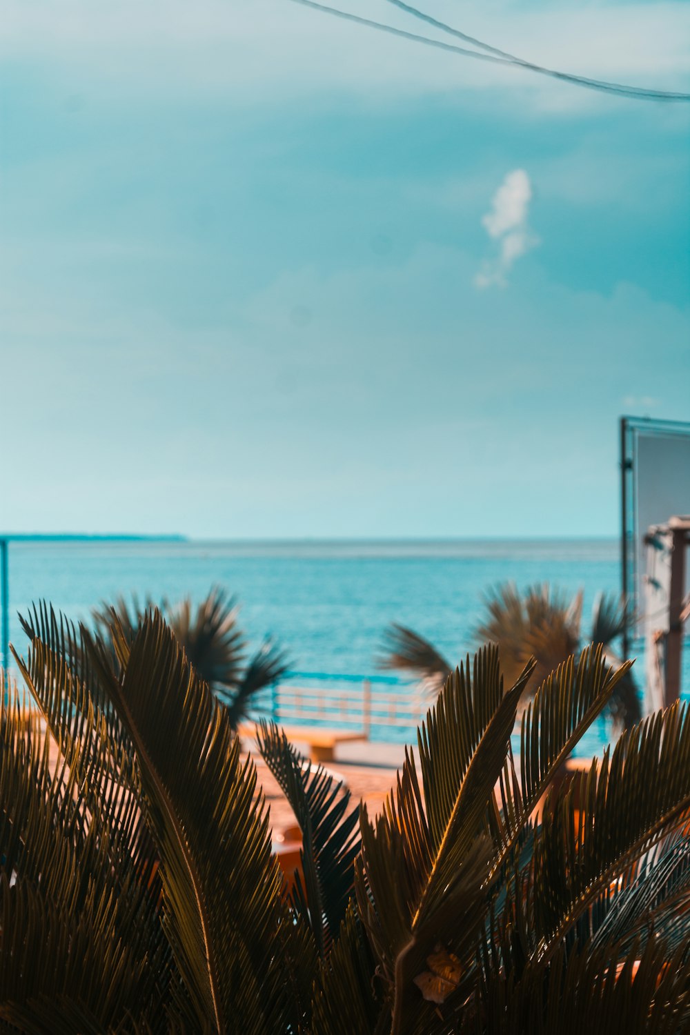 green palm plant near sea during daytime