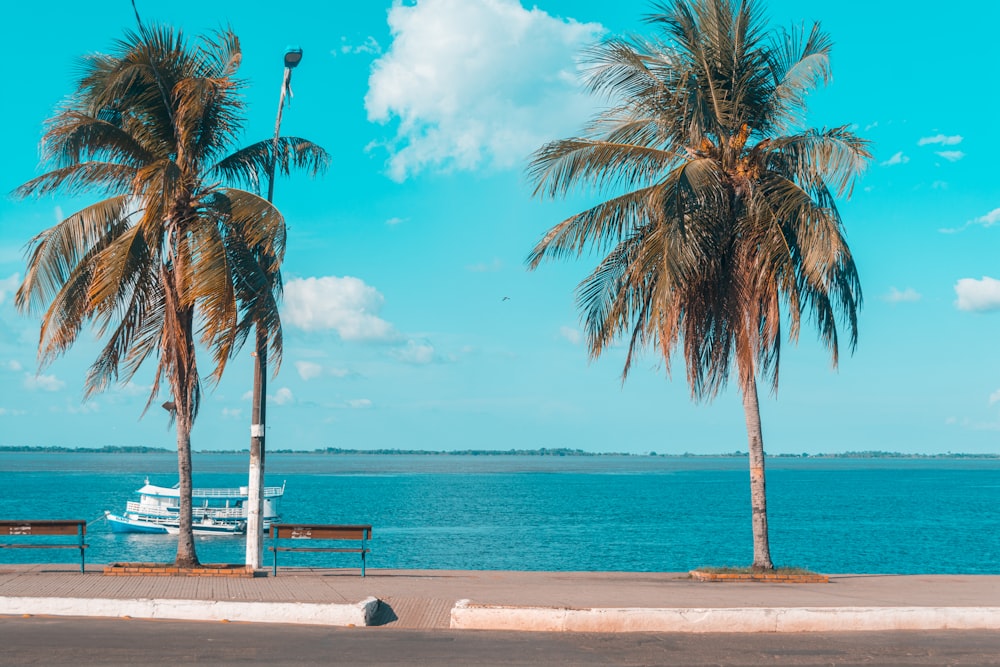 palm tree near body of water during daytime