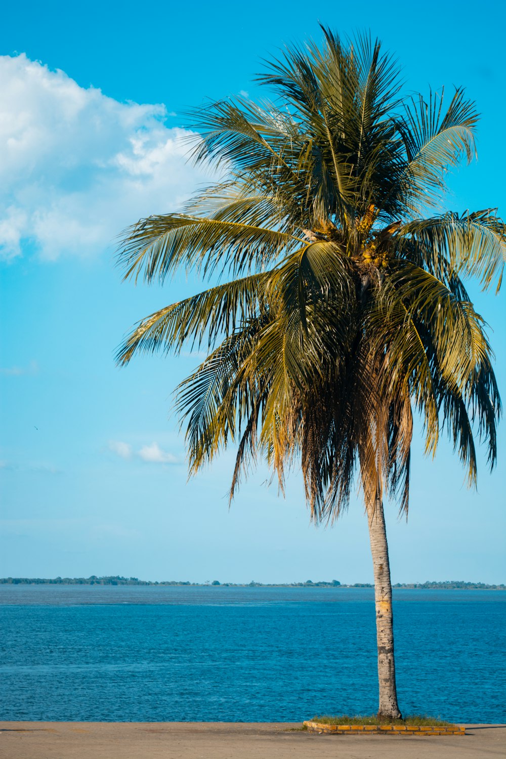 green palm tree near sea during daytime