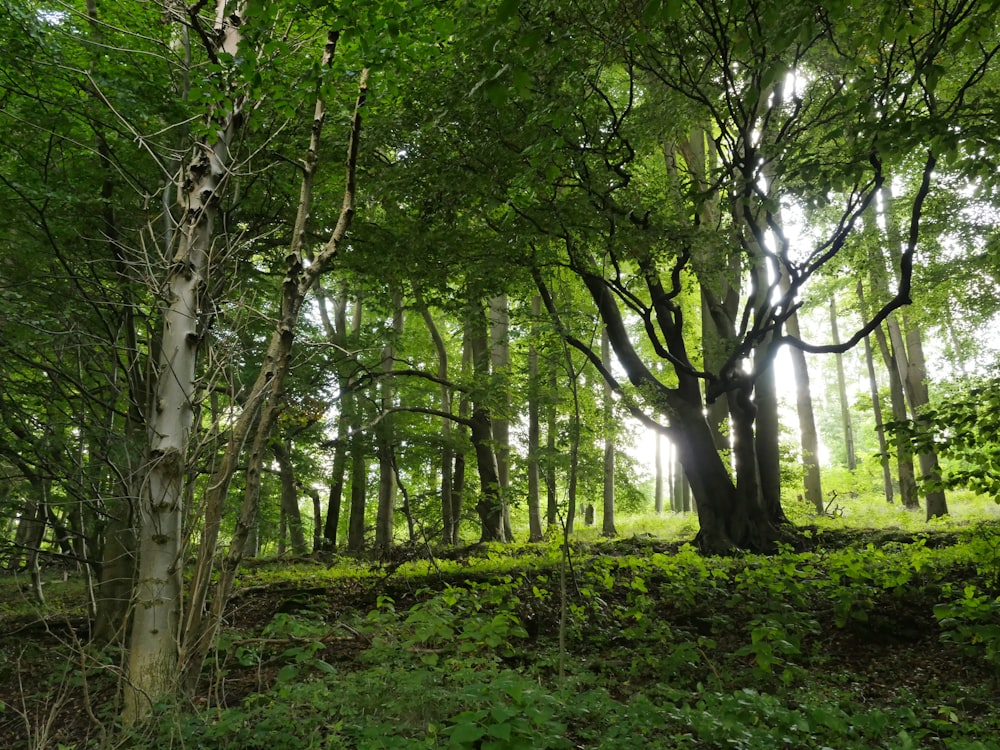 green trees on green grass field during daytime