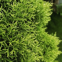 A close-up view of a lush, green cedar tree with intricately detailed needles. The vibrant foliage is dense and fills the frame, giving a sense of natural vibrancy.