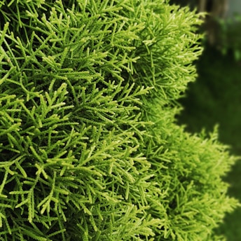 A close-up view of a lush, green cedar tree with intricately detailed needles. The vibrant foliage is dense and fills the frame, giving a sense of natural vibrancy.