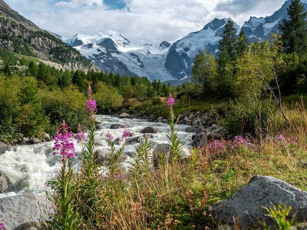 purple flowers on green grass field near snow covered mountains during daytime