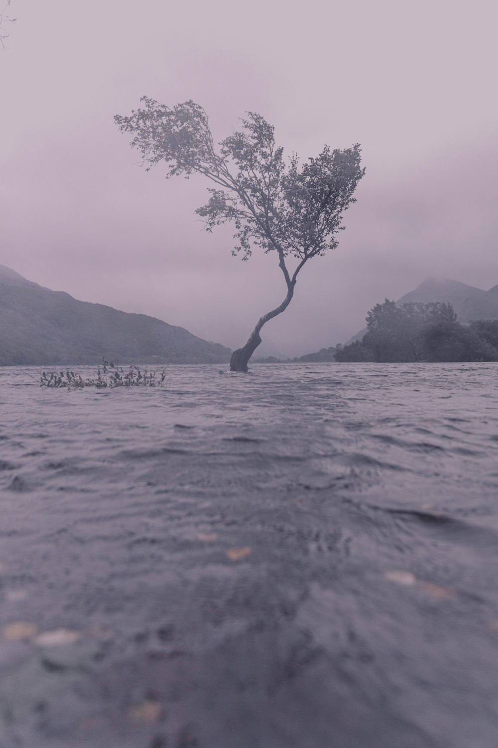 leafless tree on body of water during daytime