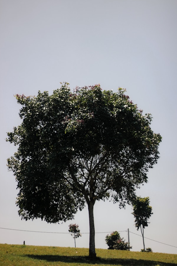 Serang Travel Guide: Explore Local Culture and Attractions