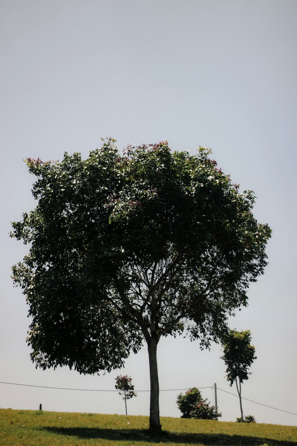 green tree under gray sky