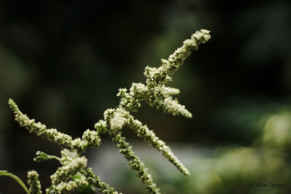 green and white plant in close up photography