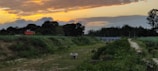 Sunset over the peaceful countryside near Route 3, with grazing cattle and open fields.