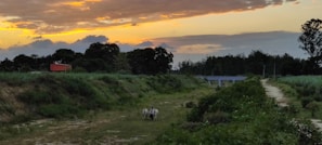 Sunset over the peaceful countryside near Route 3, with grazing cattle and open fields.