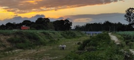 A peaceful rural landscape during sunset, with a warm, golden sky. A small group of cattle is walking on a grassy path beside a dirt road. The background features lush green trees and shrubs, with a distant view of a small red structure, possibly a barn. The horizon is dotted with gentle hills and dense vegetation.