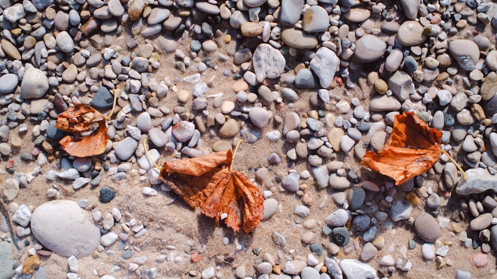 brown and white moth on pebbles