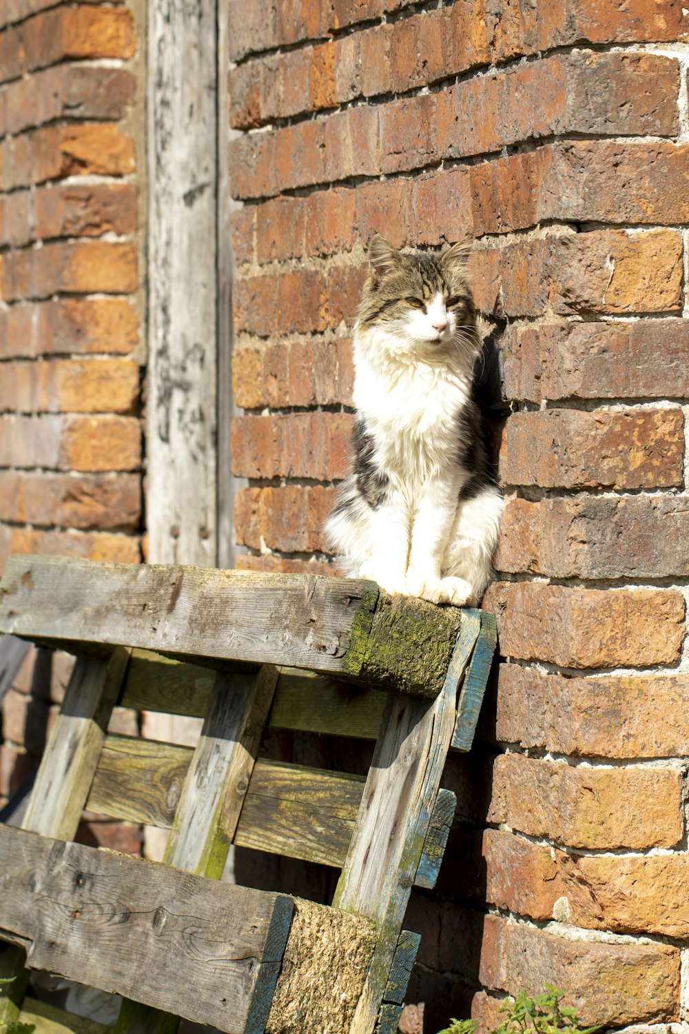 white and black cat on brown wooden bench