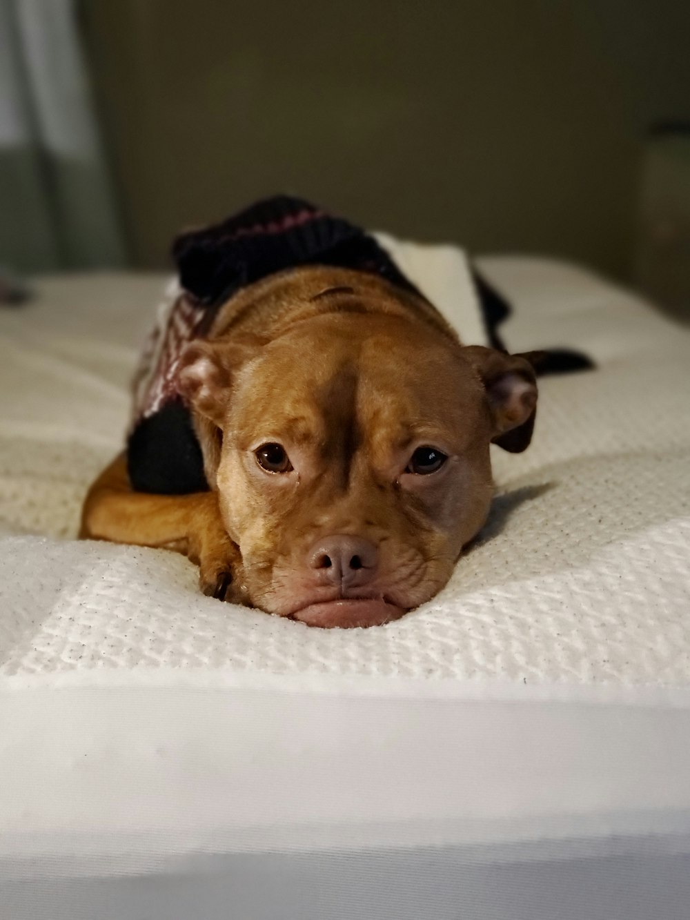 brown and black short coated dog lying on white textile