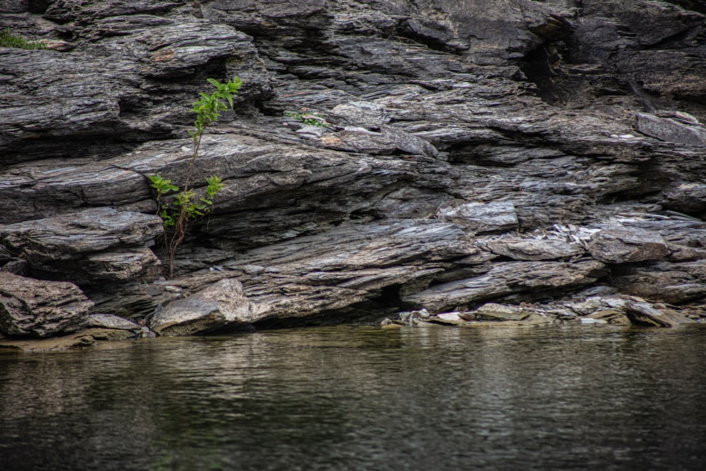 brown tree log on water