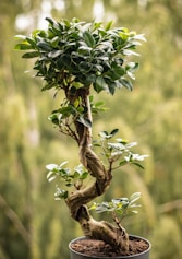 green and white flower on brown tree branch