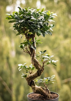 green and white flower on brown tree branch