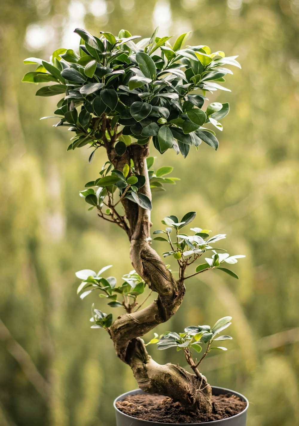 green and white flower on brown tree branch