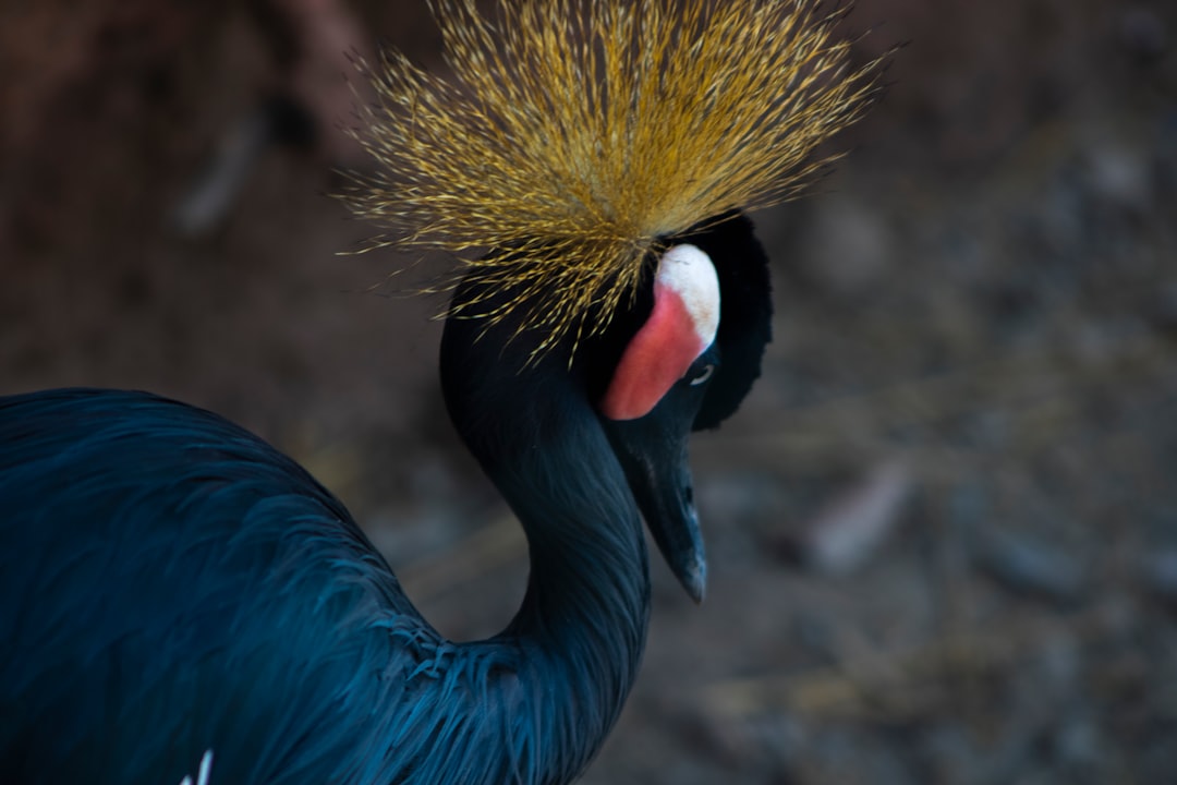 Wildlife photo spot Santiago Embalse El Yeso