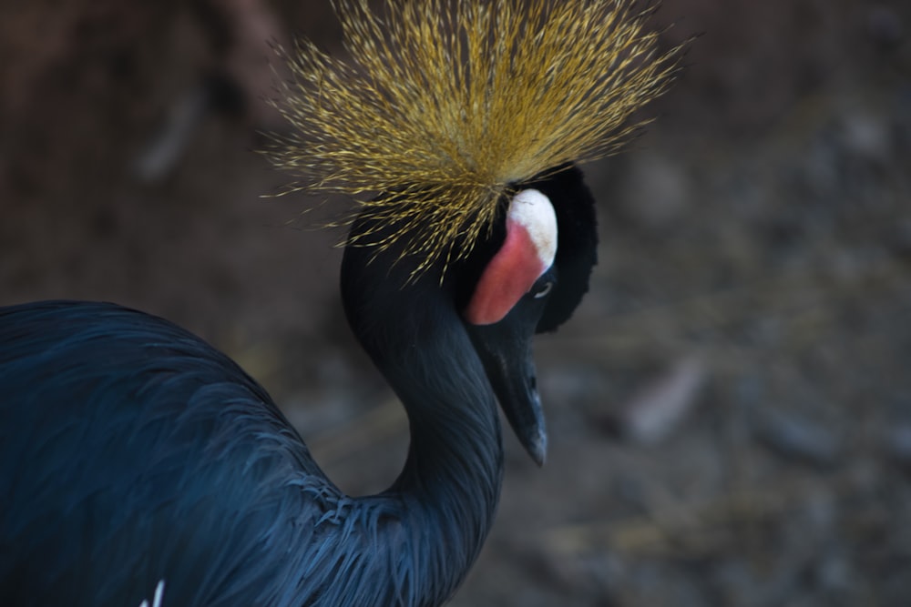blue crowned crane bird in close up photography