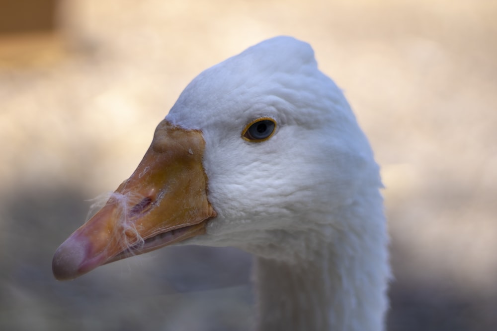 white bird with yellow beak