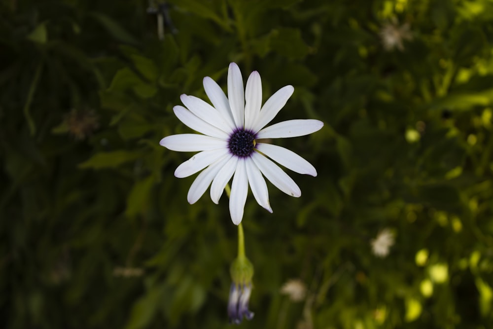 white flower in tilt shift lens