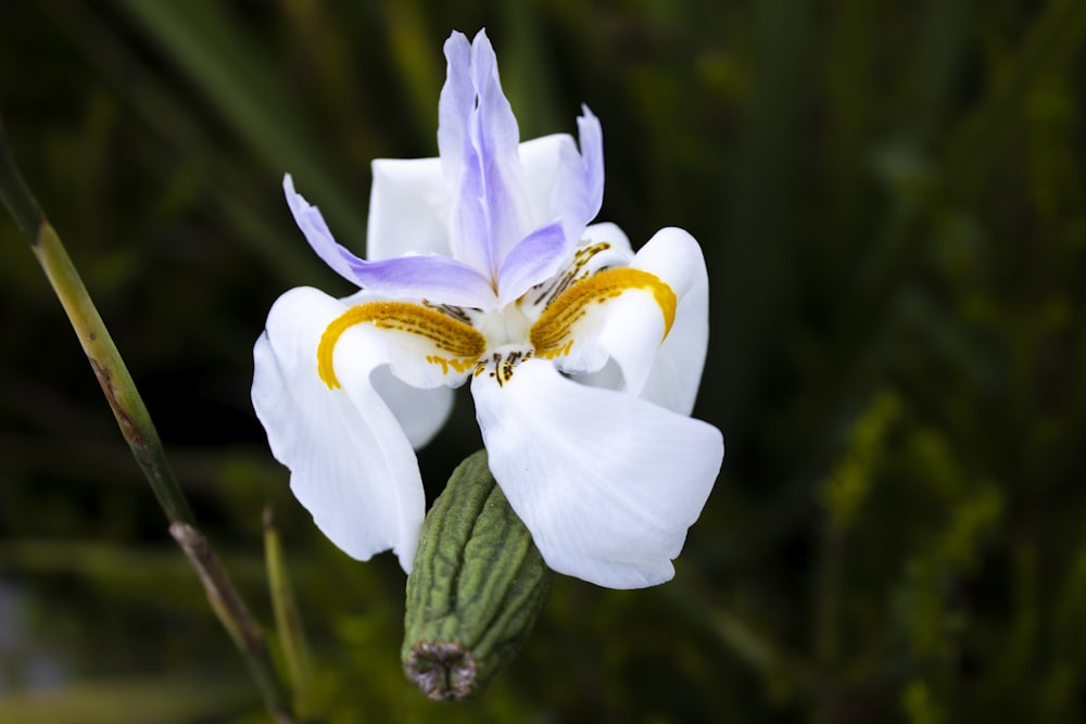 white and yellow flower in tilt shift lens