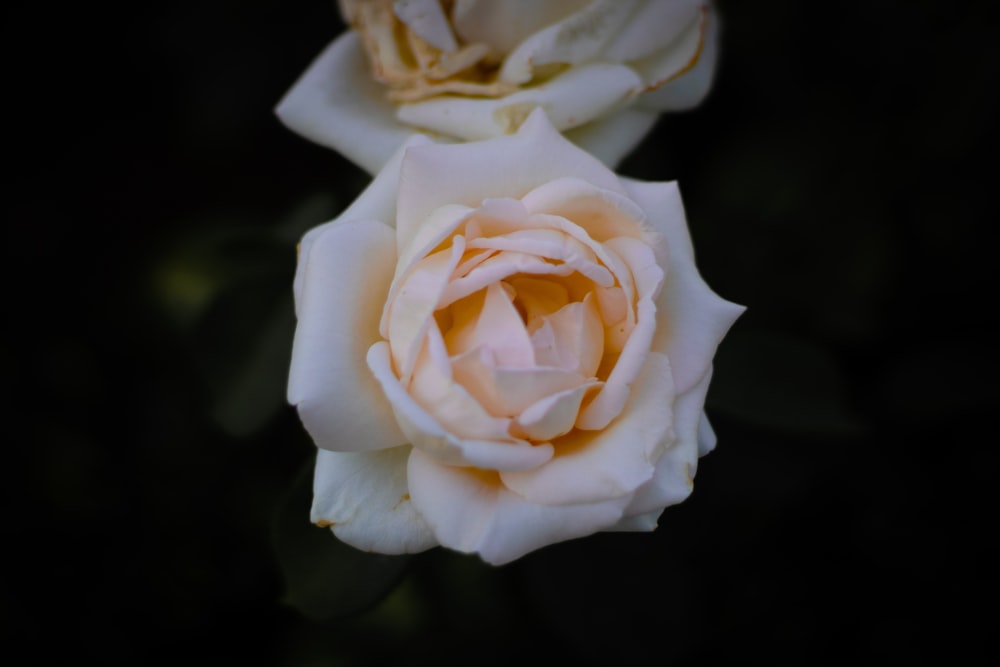 white rose in bloom close up photo