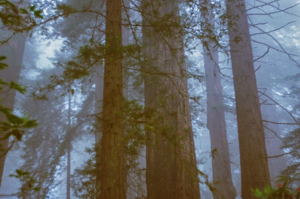 brown trees covered with snow