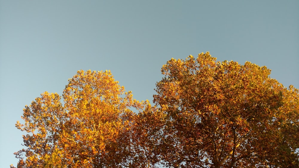 brown and yellow leaf tree