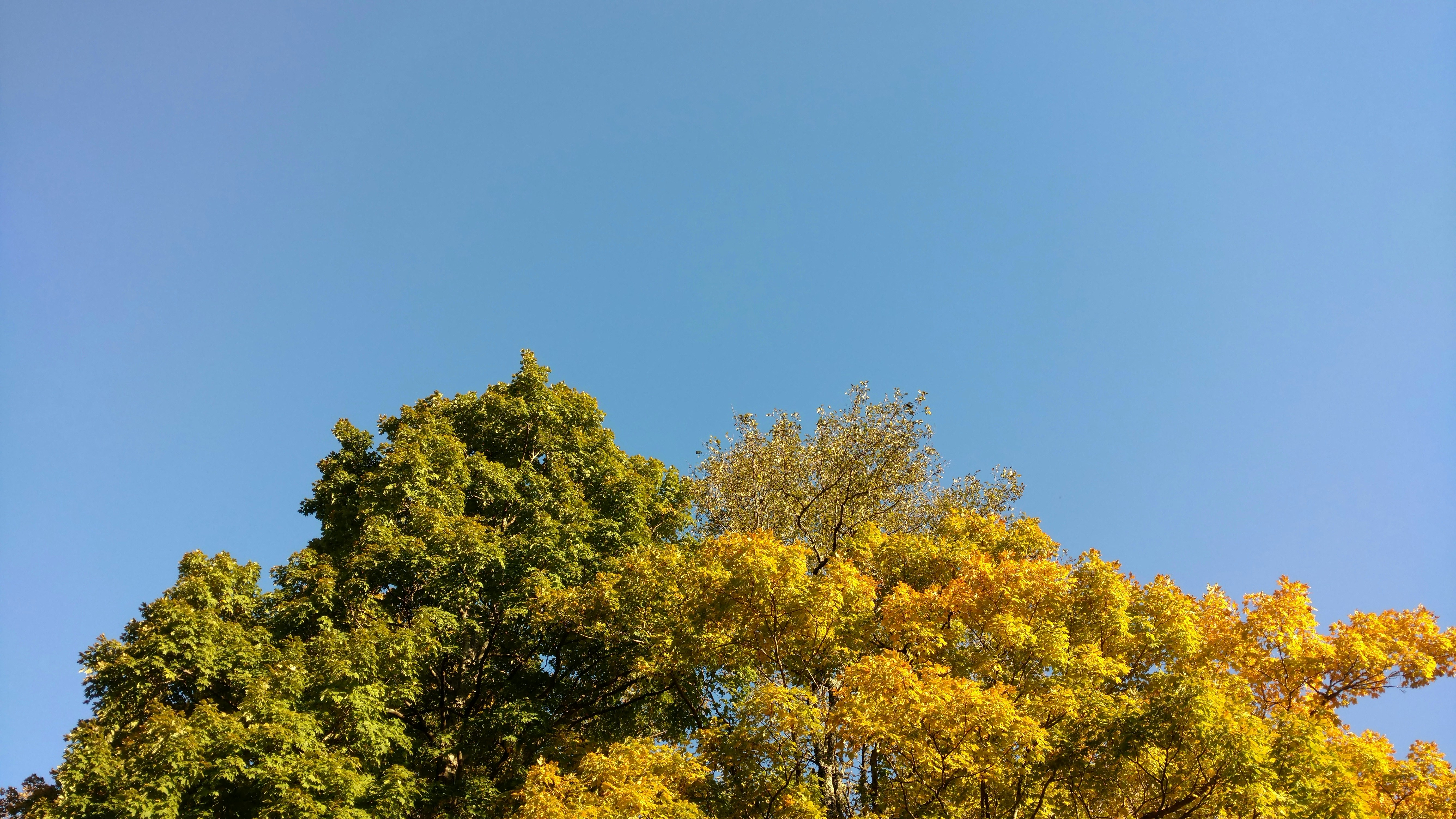 green tree under blue sky during daytime