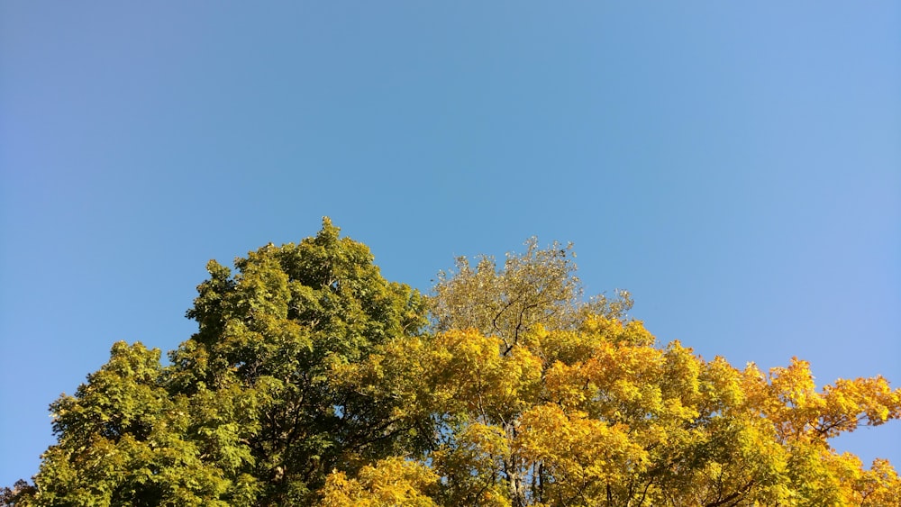 green tree under blue sky during daytime