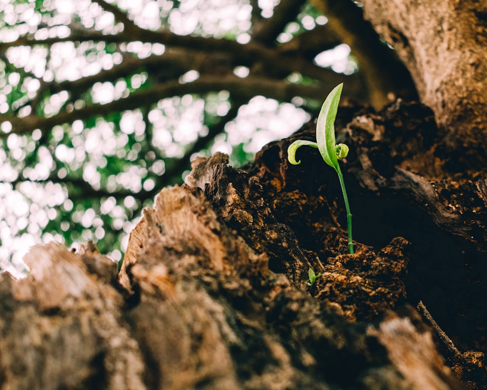 green plant on brown rock