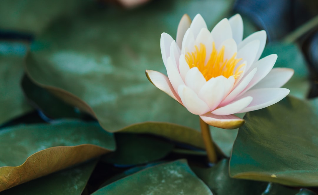 white and pink lotus flower