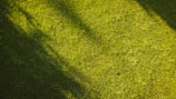 Close-up of a perfectly edged lawn with crisp, clean lines under soft evening light.