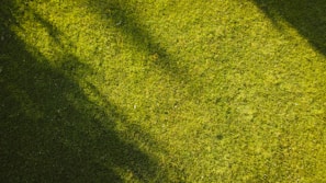 Sunset casting warm light over a well-maintained lawn with visible mowing patterns.