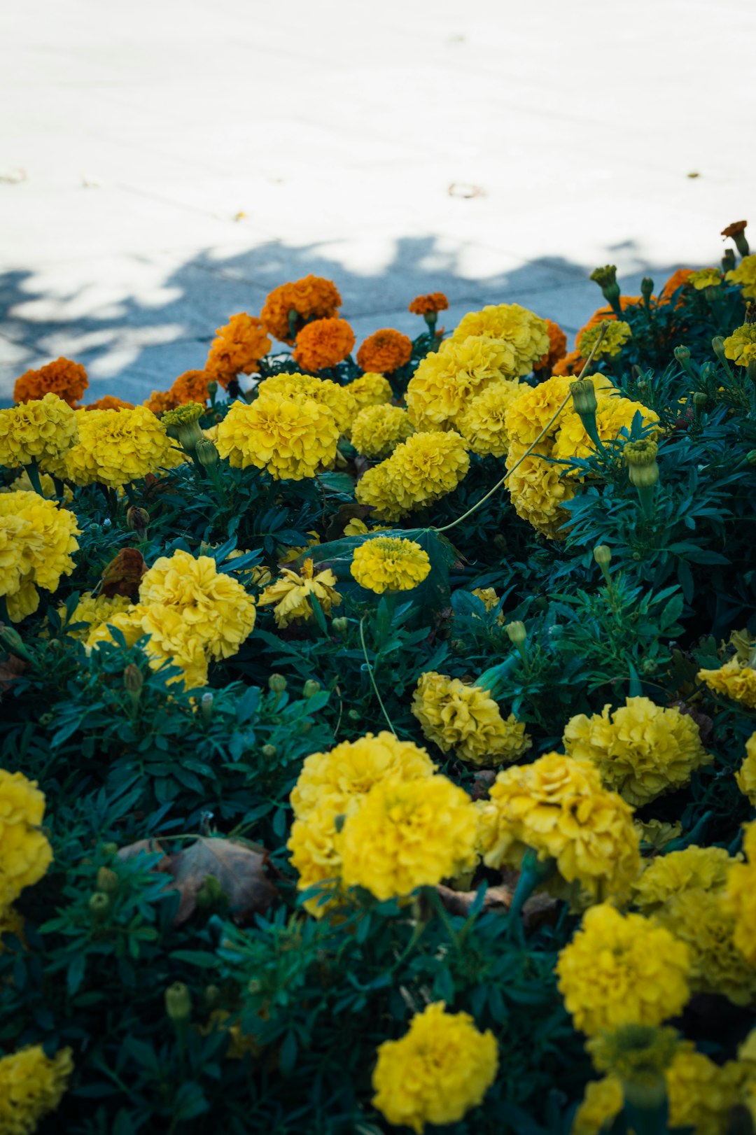 yellow flowers with green leaves during daytime