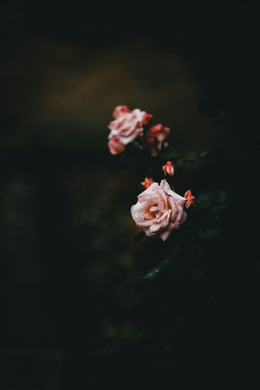 pink rose in bloom close up photo