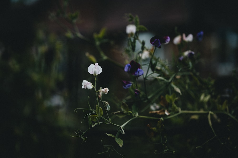 white and purple flower in tilt shift lens