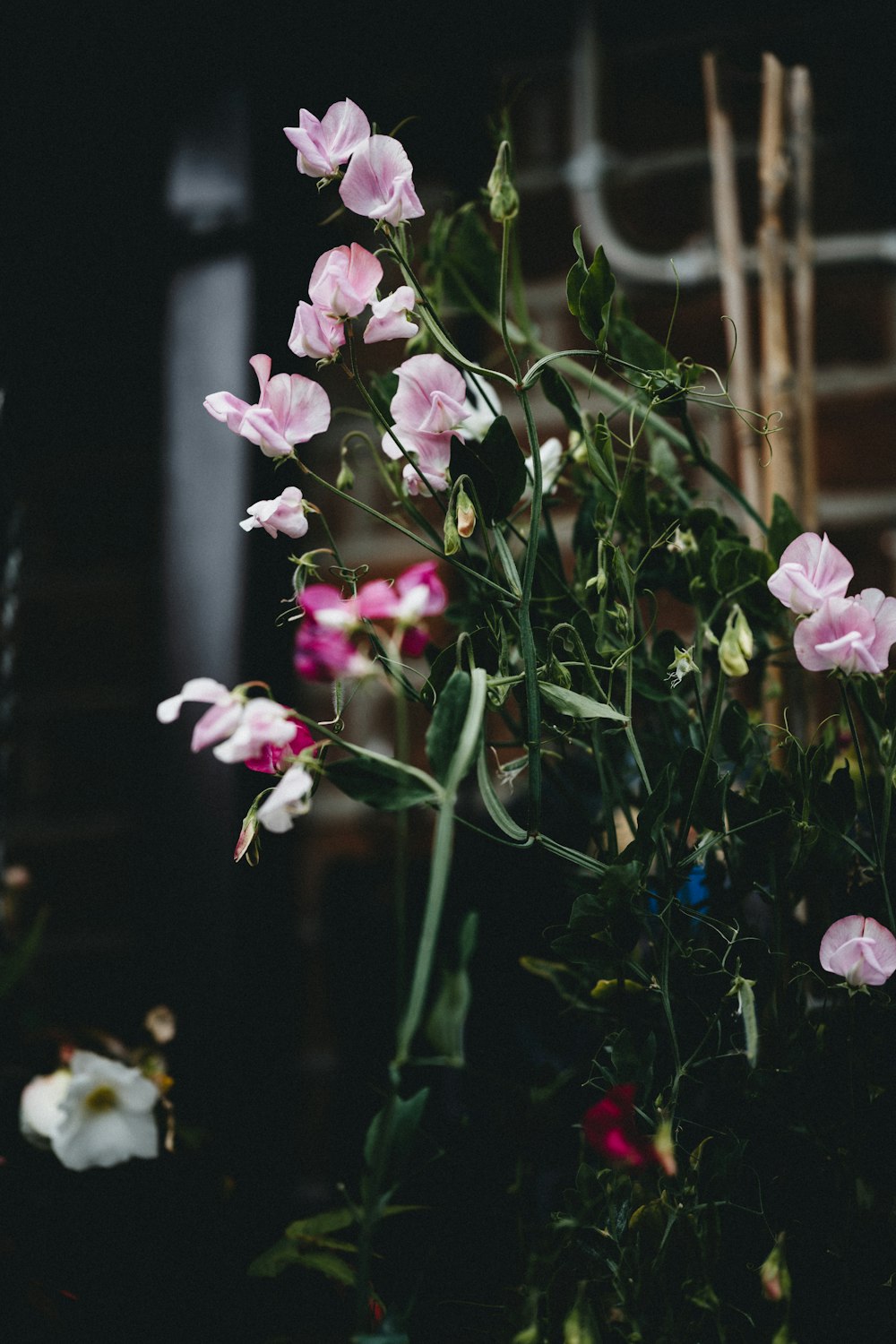 pink and white flowers in tilt shift lens