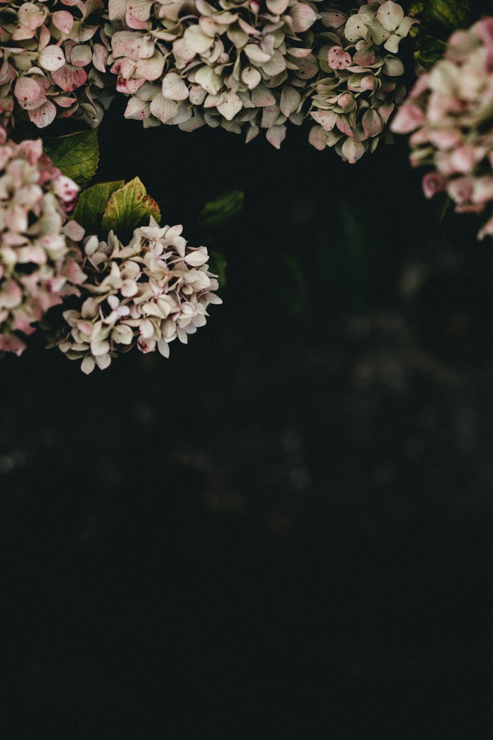 white flowers in tilt shift lens