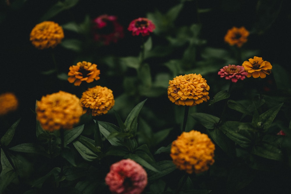 red and yellow flowers in tilt shift lens