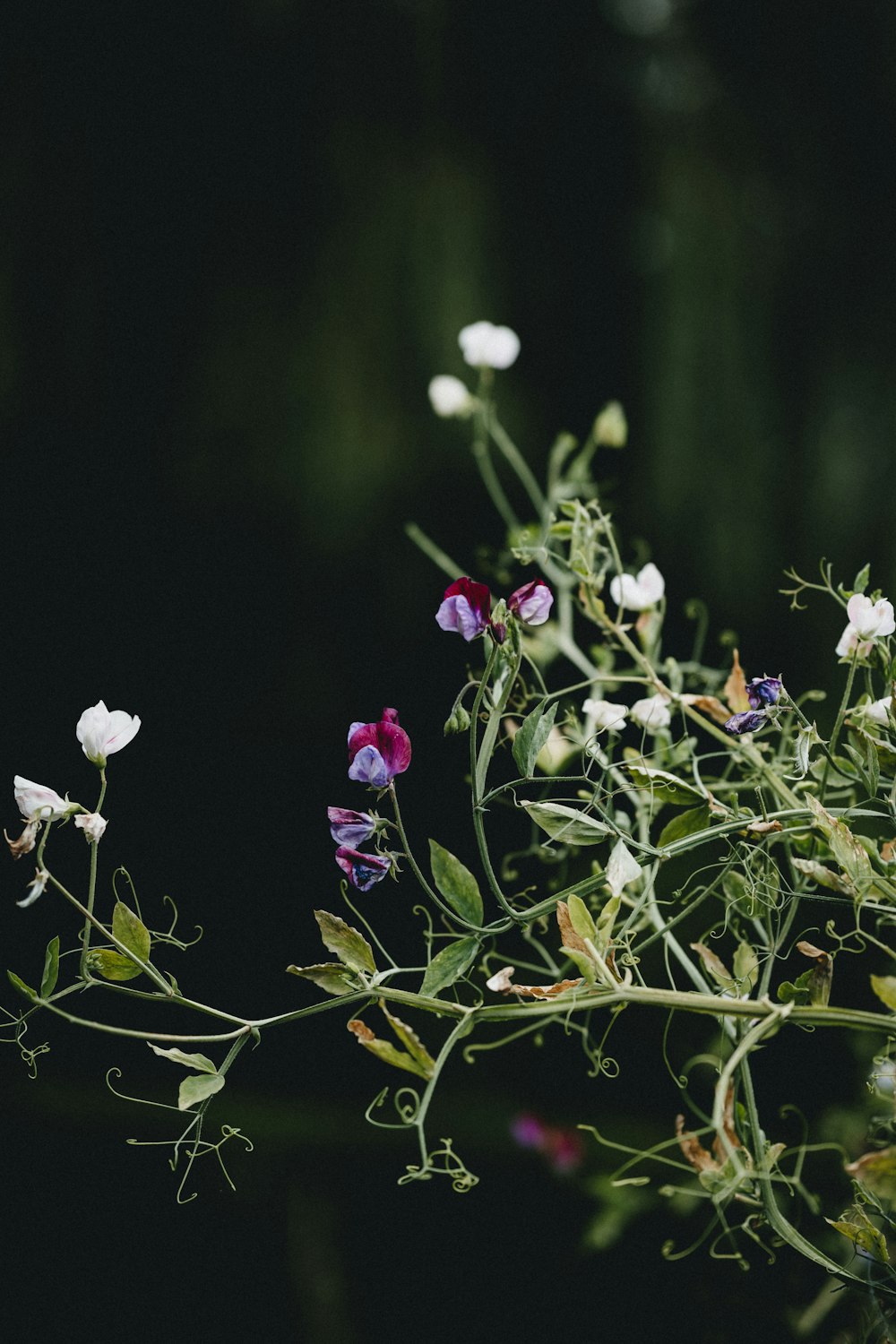 white and purple flowers with green leaves