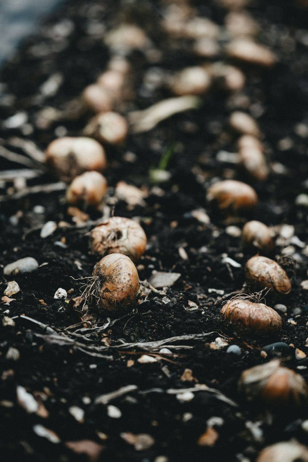 brown and white round fruits