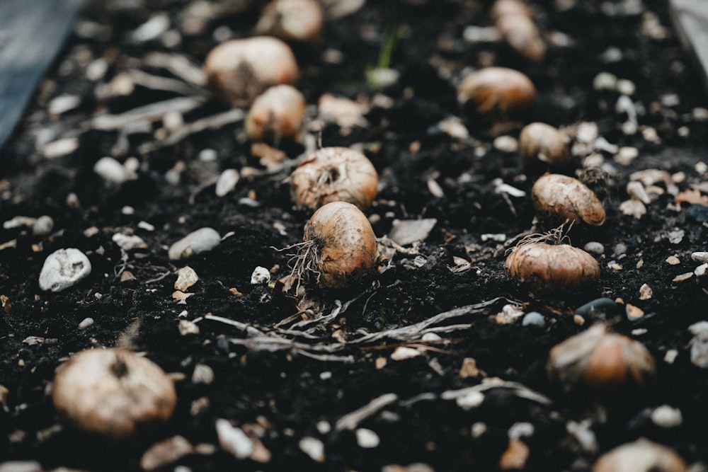 brown round fruits on black soil