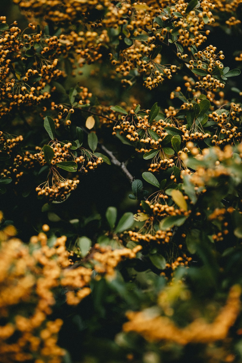 green and brown leaves in tilt shift lens