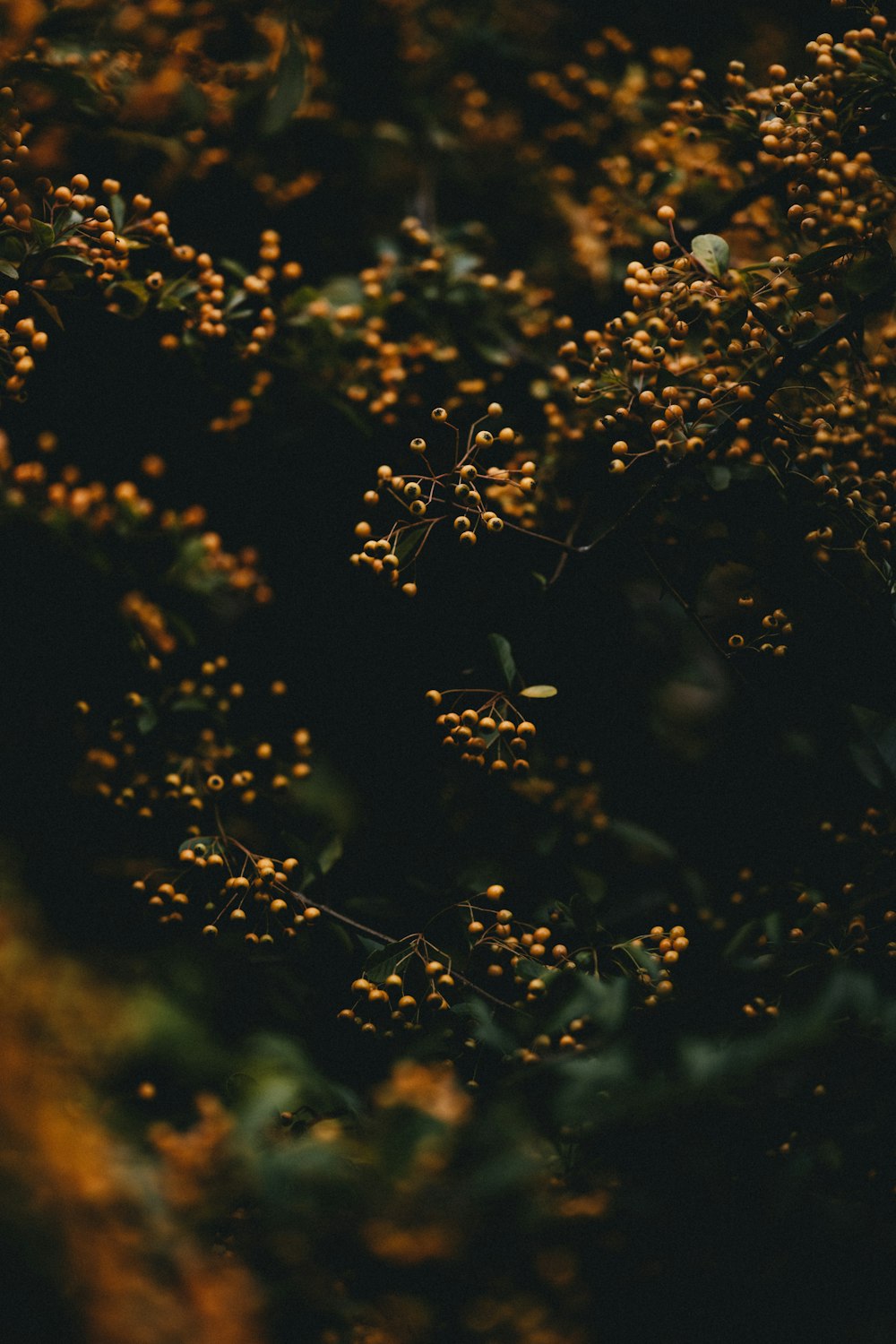 yellow and brown flower petals